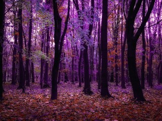 Fairy colors in the woods. Magical place. Unreal forest with fog in the morning. Beauty of autumn. 