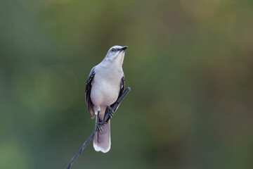 The northern mockingbird (Mimus polyglottos) is a mockingbird commonly found in North America