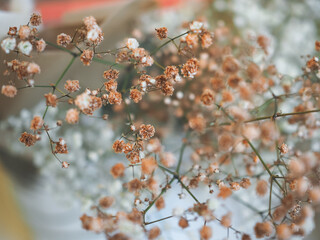 close up of blossoms