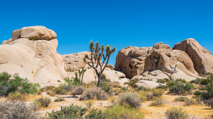 Joshua Tree Nationalpark