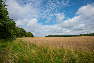 Fototapeta premium Grass field by a forest.
