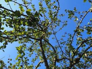 Apfelbaumkrone vor blauem Himmel