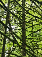 A vertical shot of trees and branches covered in moss