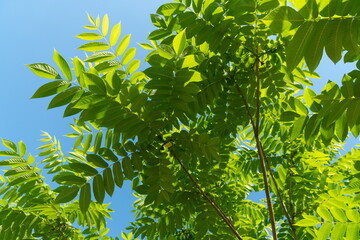 Foliage of Manchurian Walnut or Dumbei Walnut (Latin Júglans mandshúrica) against a blue sky on a sunny summer day.