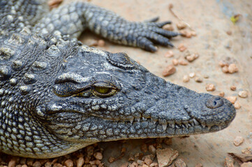 Crocodile lying next to a pool of water