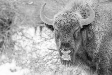 European bison grazes on a snow meadow.