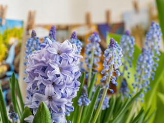 Close up many Hyacinth blossom