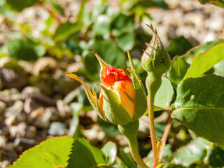 Close up of rose blossom