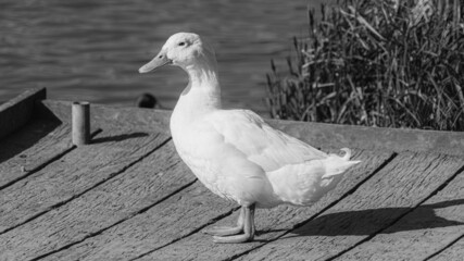 Fototapeta premium Single White Domesticated Aylesbury Pekin Peking Duck out of the water low level view showing white plumage and orange webbed feet.