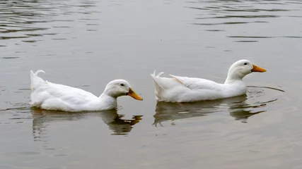 Poster two American heavy aylesbury pekin ducks swimming in a row on lake © Pluto119