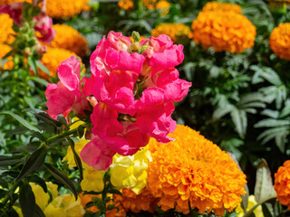 Close up of snapdragons blossom