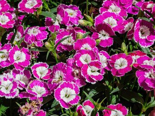 Close up of Dianthus chinensis blossom