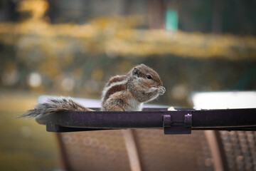 cute and clever squirrel eating food in park