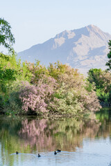 Tamarix blossom with lake reflection and mountain view