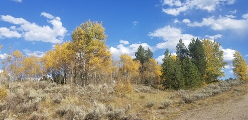 Fototapeta premium Golden Aspens in Early Fall, Grand Teton National Park, Wyoming