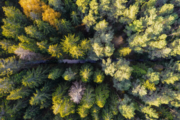 Aerial view from drone of little blue river among autumn pine, foliage forests in yellow green gold colors. Treetops in golden time in fall season
