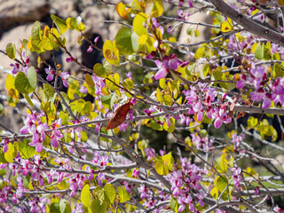Close up shot of the eastern redbud blossom