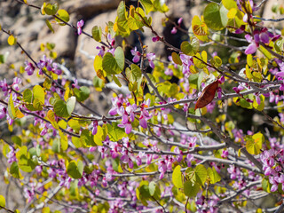 Close up shot of the eastern redbud blossom