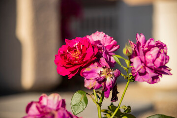 Close up of rose blossom