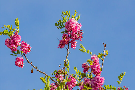 Close up shot of Robinia hispida flower blossom