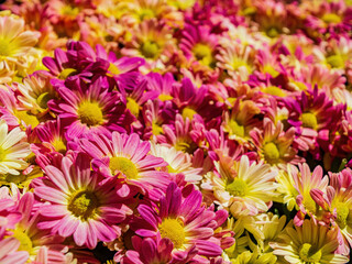 Close up shot of many chrysanthemum blossom