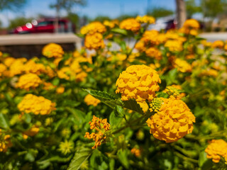 Close up shot of West Indian Lantana blossom