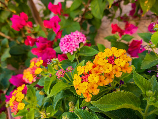 Close up shot of West Indian Lantana blossom