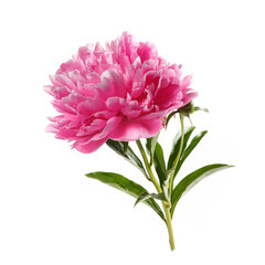 Beautiful rose-shaped peony flower in pink color isolated on white background.