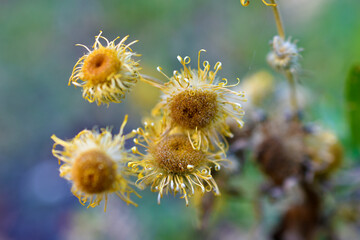 Dried grass flowers with baskets in the garden