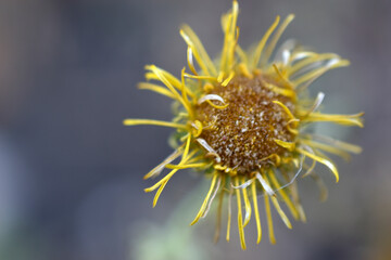 Dried grass flowers with baskets in the garden