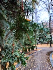 This photo shows a sprig of spruce against the background of a path in the park during the rain. The photo conveys the autumn atmosphere well.