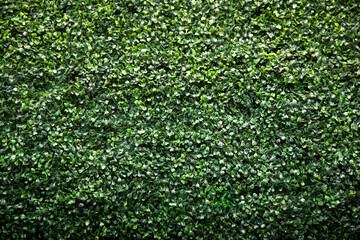 A view of a faux shrub wall facade, as a background.