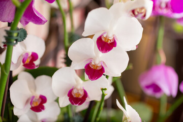 A view of a cluster of small magenta and white colored Phalaenopsis orchids.
