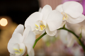 A view of a cluster of small white colored Phalaenopsis orchids.
