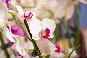 Obraz premium A view of a cluster of small magenta and white colored Phalaenopsis orchids.