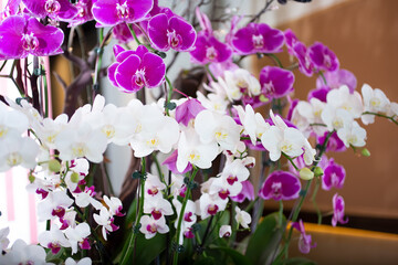 A view of several white and magenta Phalaenopsis orchids plants as room decorations.