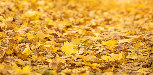 Autumn background of fallen leaves in the forest.
