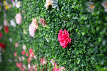 A view of a faux shrub wall facade, as a background, featuring roses and daisy flowers