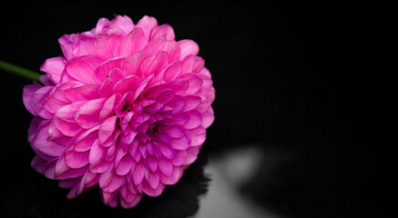 Pink dahlia on a black background. One flower. Petals close-up.