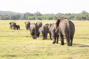 A herd of elephants photographed in the wilderness.