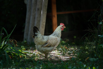 White chicken is standing on the grass in the garden in summer 