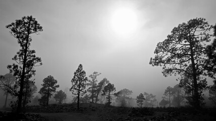 Magical trees and landscape in fog.
