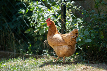 Red chicken is standing on the grass in the backyard
