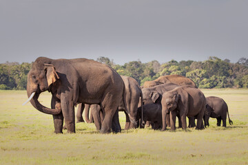 An elephant herd photographed in the dry plains of Sri Lanka.