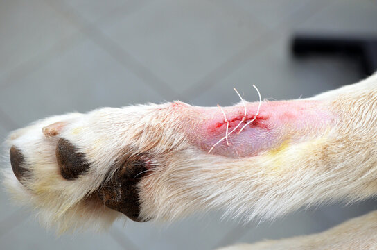 Image of a dogs leg During dewclaw removal in a veterinarian clinic.	