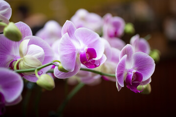 A view of a cluster of small magenta and white colored Phalaenopsis orchids.