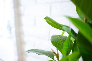 A view of a faux fiddle leaf fig tree plant placed next to a window, as a background.