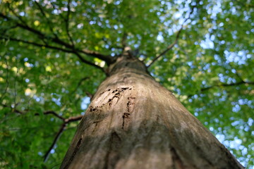 Arbre dans la forêt
