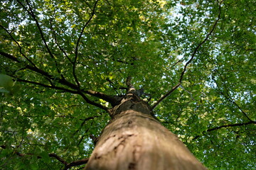 Arbre dans la for&ecirc;t