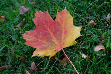 Feuille d'érable en automne